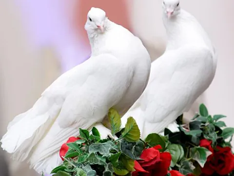 Hochzeit & Trauung